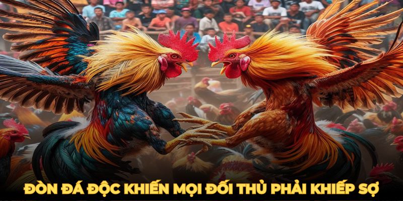 Gà Đá Đòn Độc - Mẹo Huấn Luyện Chiến Kê Bất Bại 2025 2 Gà đá đòn độc thường sở hữu nhiều đòn đánh rất hiểm hóc